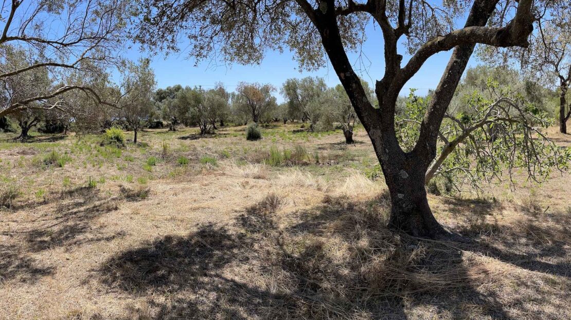 Leivatho Amazing big plot for sale