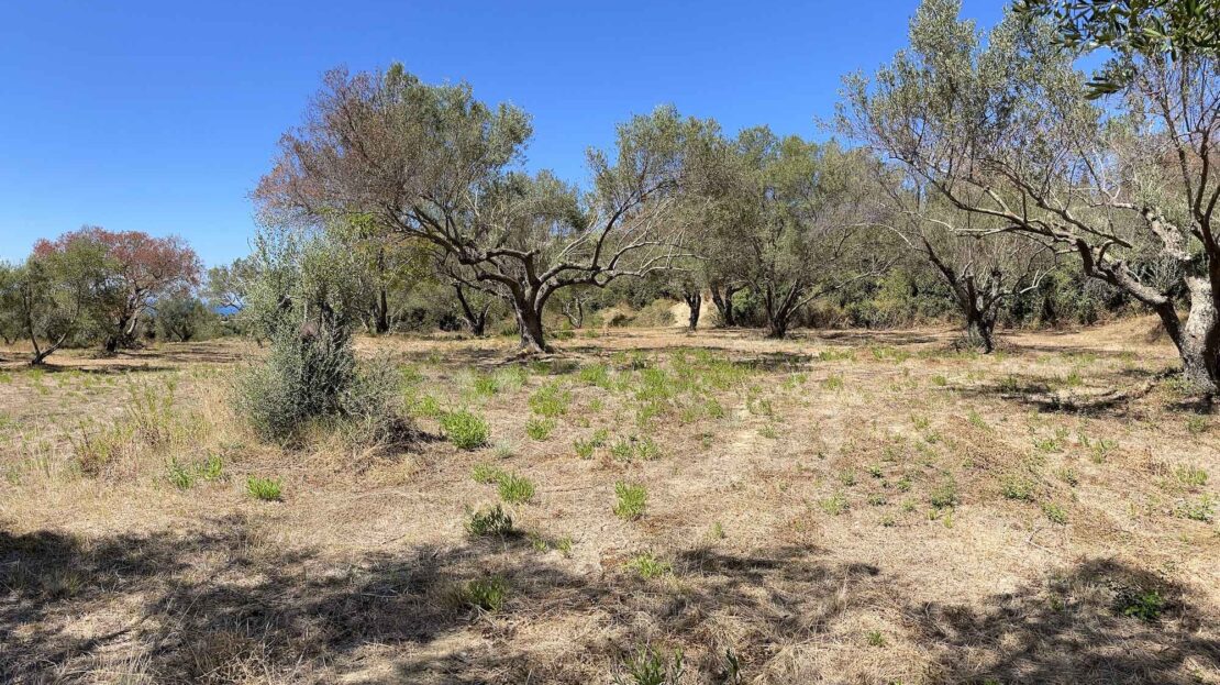 Leivatho Amazing big plot for sale