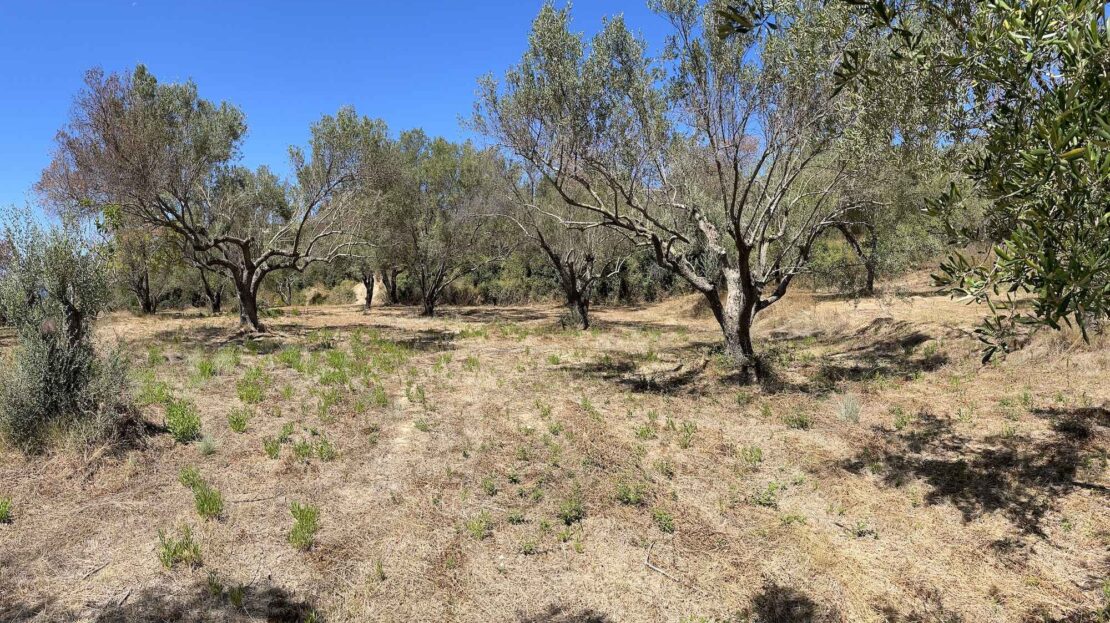 Leivatho Amazing big plot for sale