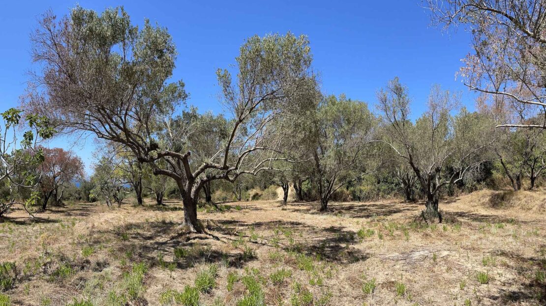 Leivatho Amazing big plot for sale