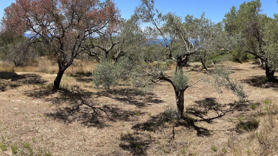 Leivatho Amazing big plot for sale