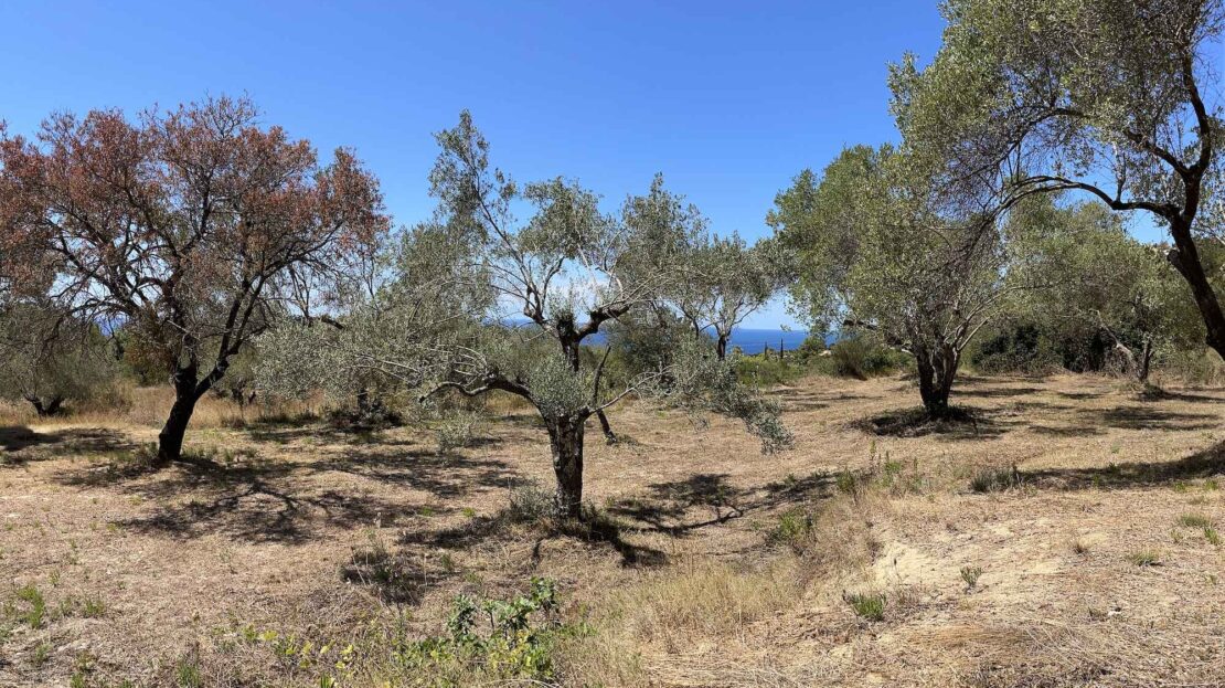 Leivatho Amazing big plot for sale